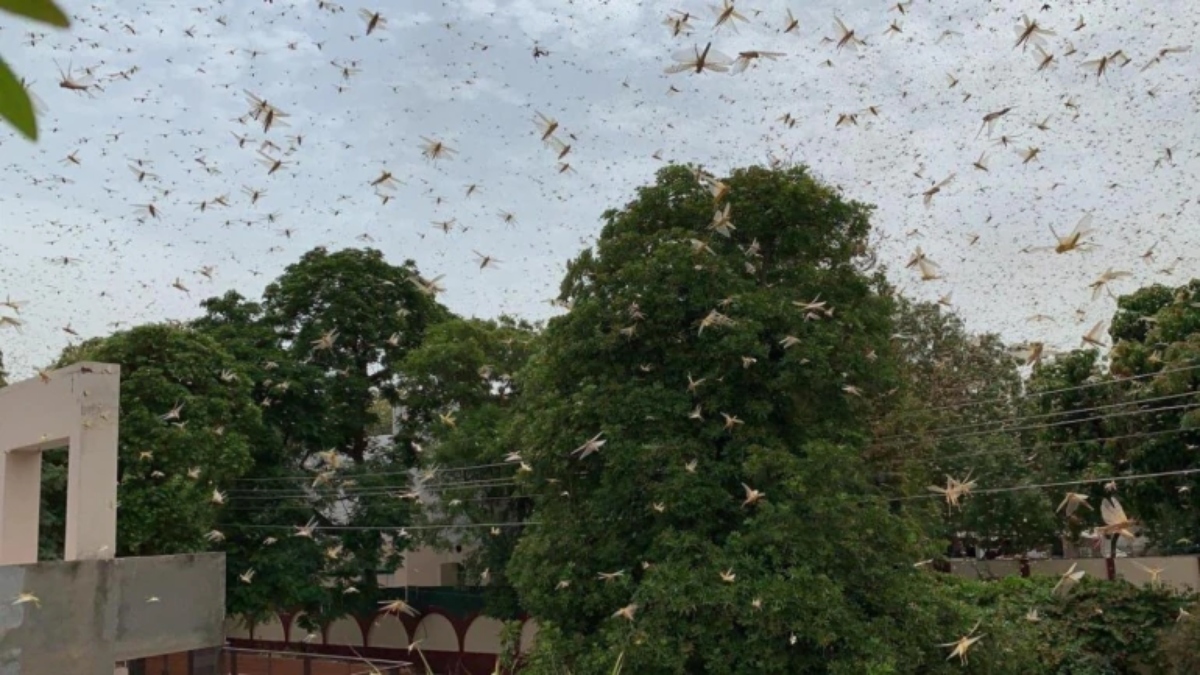 Locust in Gurgaon