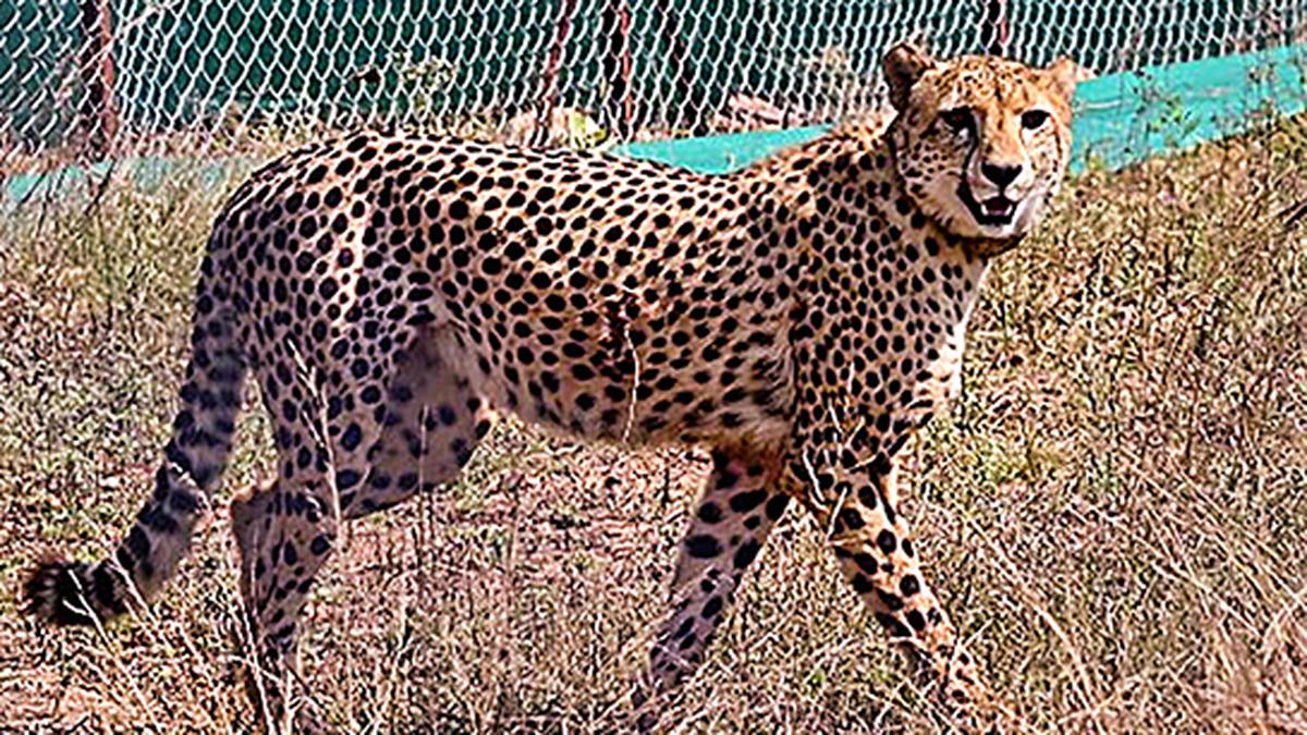 Another Cheetah found dead in Madhya Pradesh’s Kuno National Park