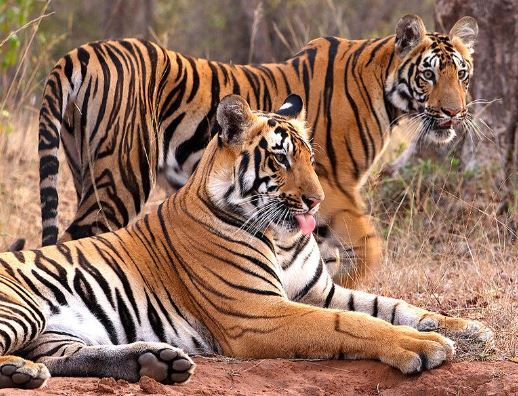 India harbors almost 75% of world tiger population