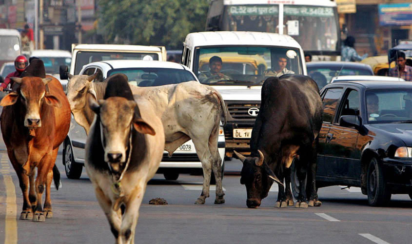 Delhi HC Demands Updated Report on Cattle Gathering in the Capital