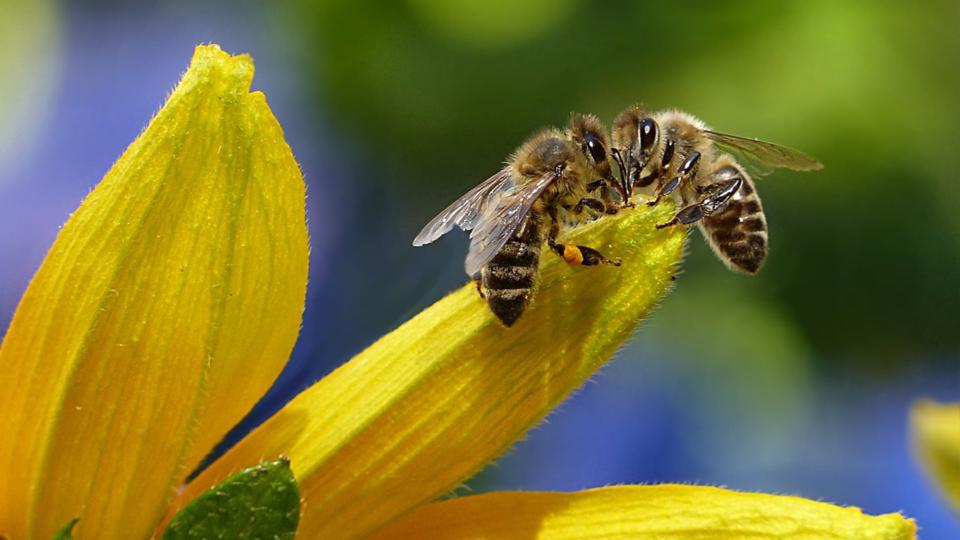 Adjuvants, pesticides disrupt honey bee’s sense of smell: Study.