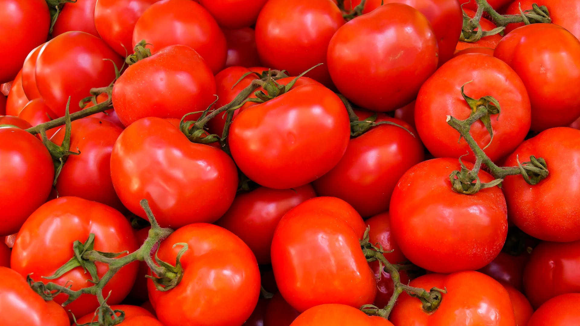 The “Gold” for Health – Red Gold Tomatoes from Europe