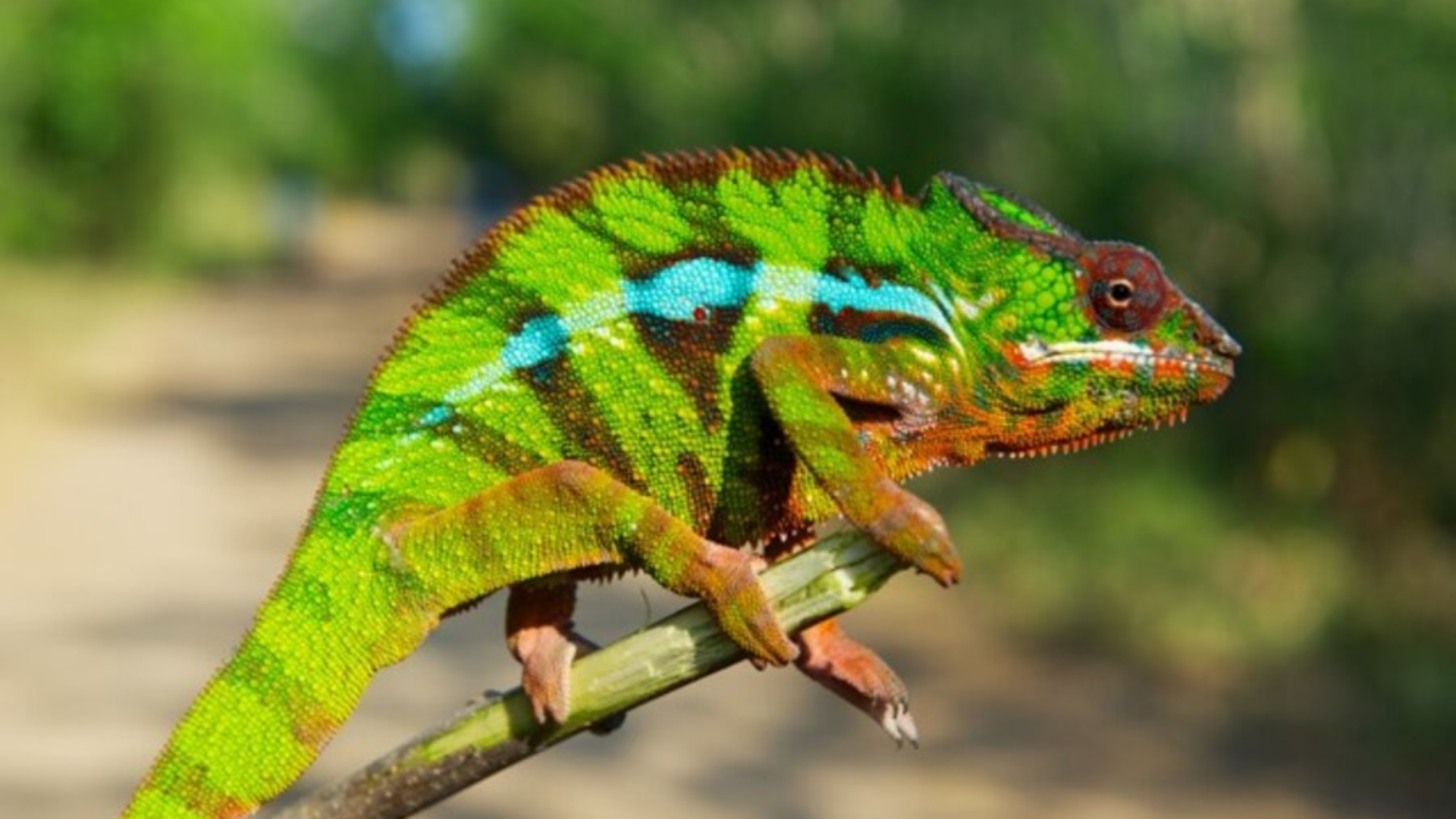 Study Reveals 3D Printing Inspired by Chameleons