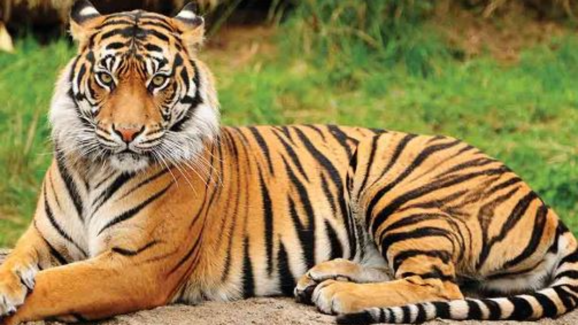 First Odisha-Wide Estimation Reports 30 Tigers In Population