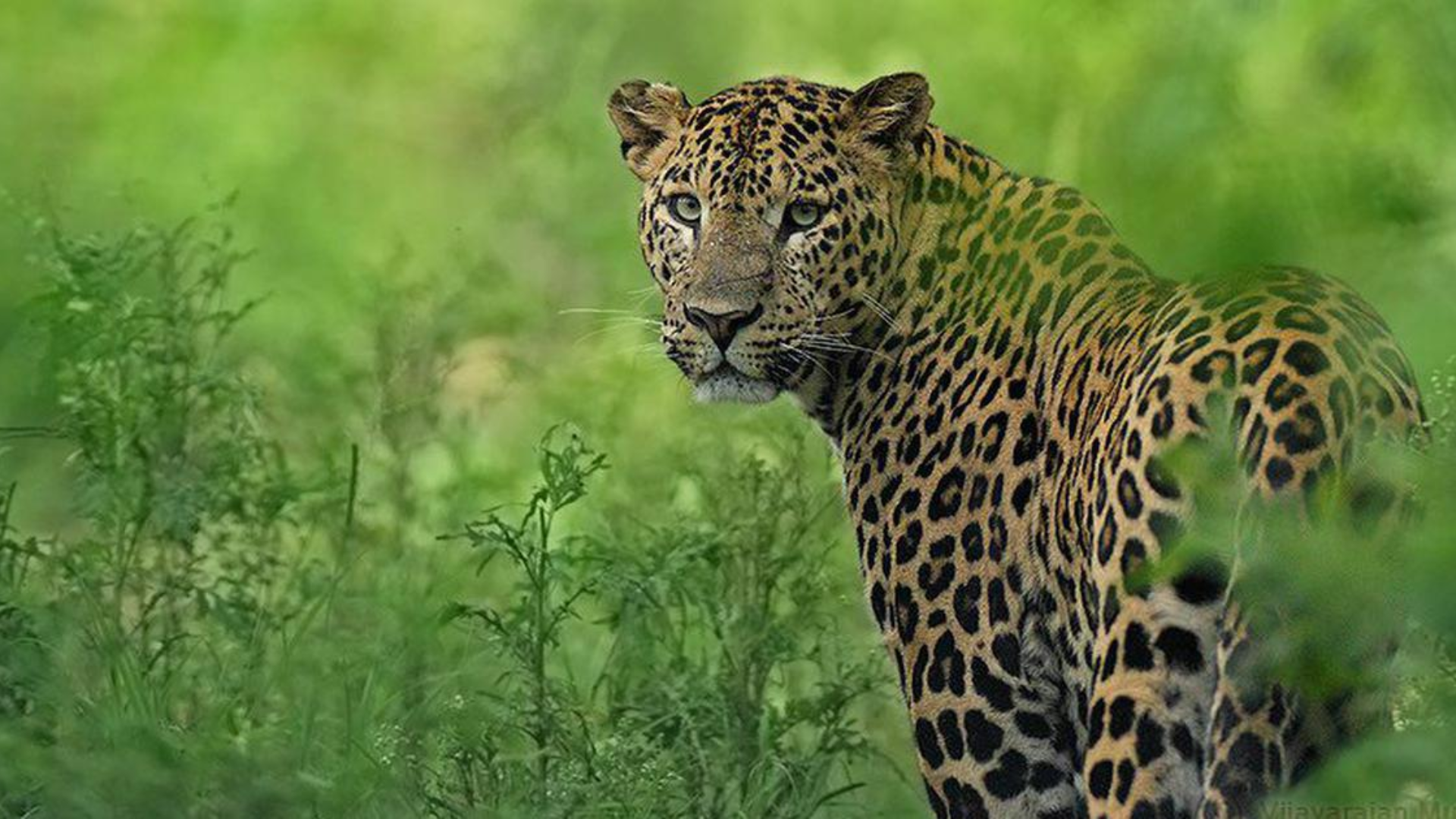 India’s Leopard Population Remains Steady At 13,874; Decline Noted In Shivalik Hills