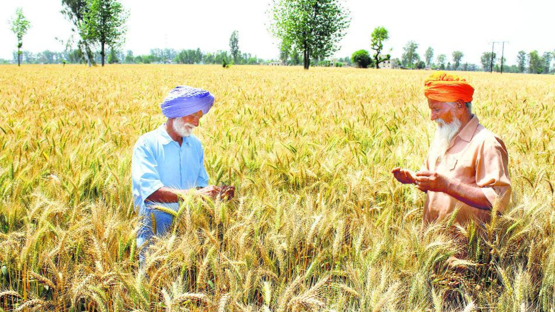 Punjab, Haryana Farmers Thrive with Diversification