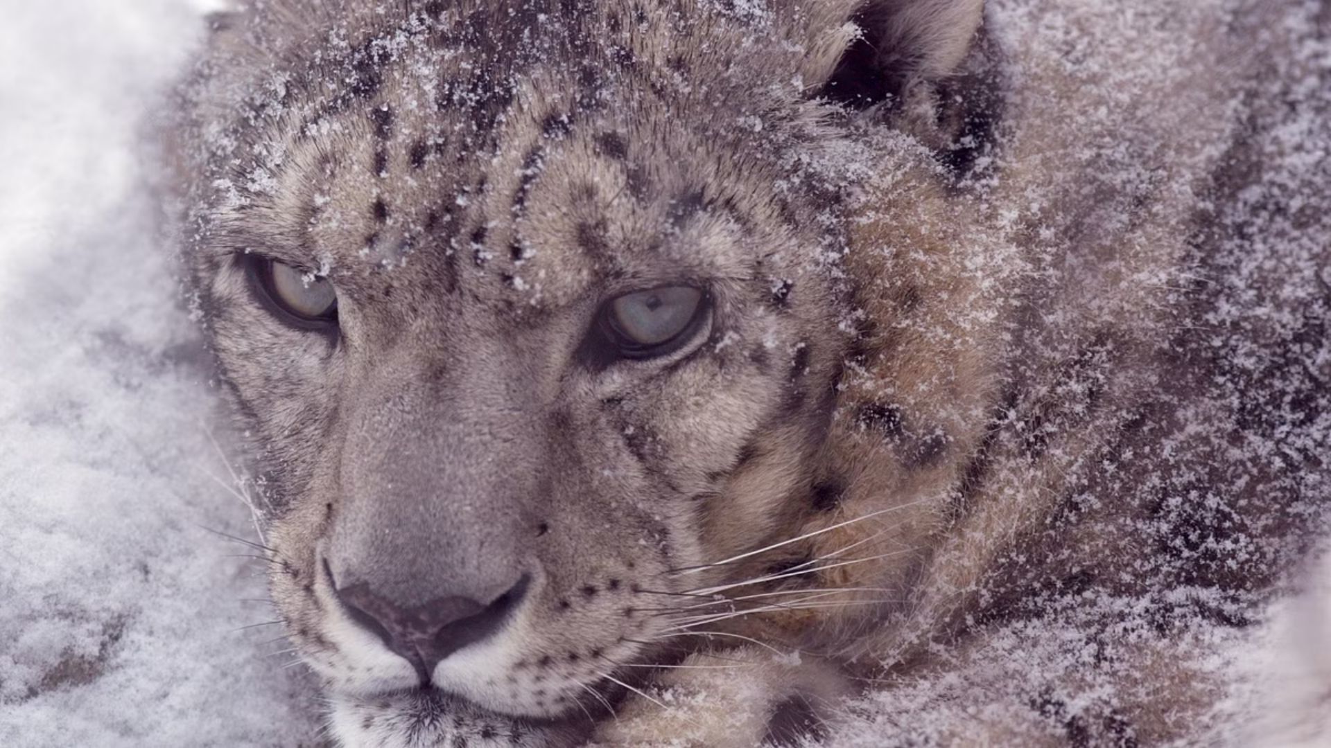 India snow leopards: Population estimated at 718 in first-ever survey