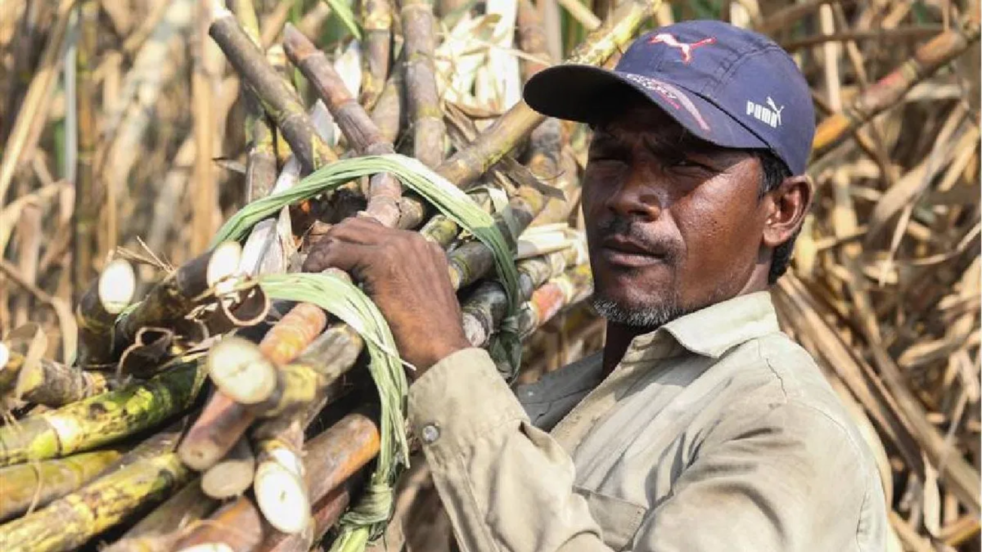 PM Modi: Sugarcane “FRP” , Increase Benefits Millions of Farmers