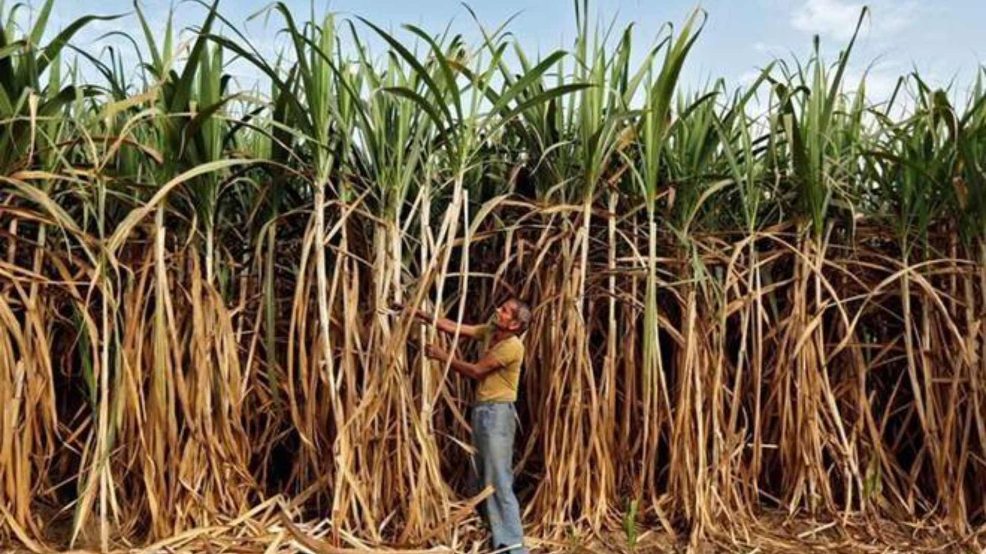 Modi Government Approves Historic Increase in Sugarcane Price for 2024-25 Season