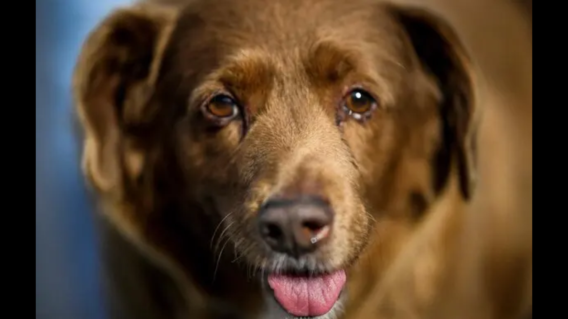 World’s oldest dog Bobi,  dies at the age of 31 in Portugal