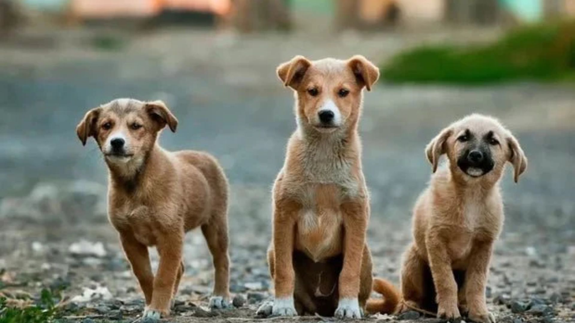 Probe Launched as Over 20 Stray Dogs Found Dead in Telangana’s Mahabubnagar