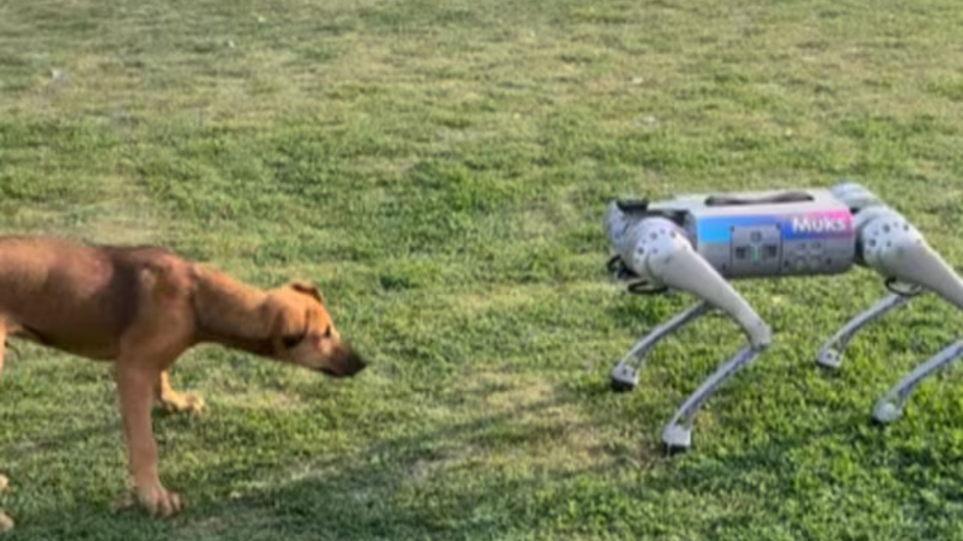 Viral Video: Stray Dog Meets Robot Dog at IIT Kanpur