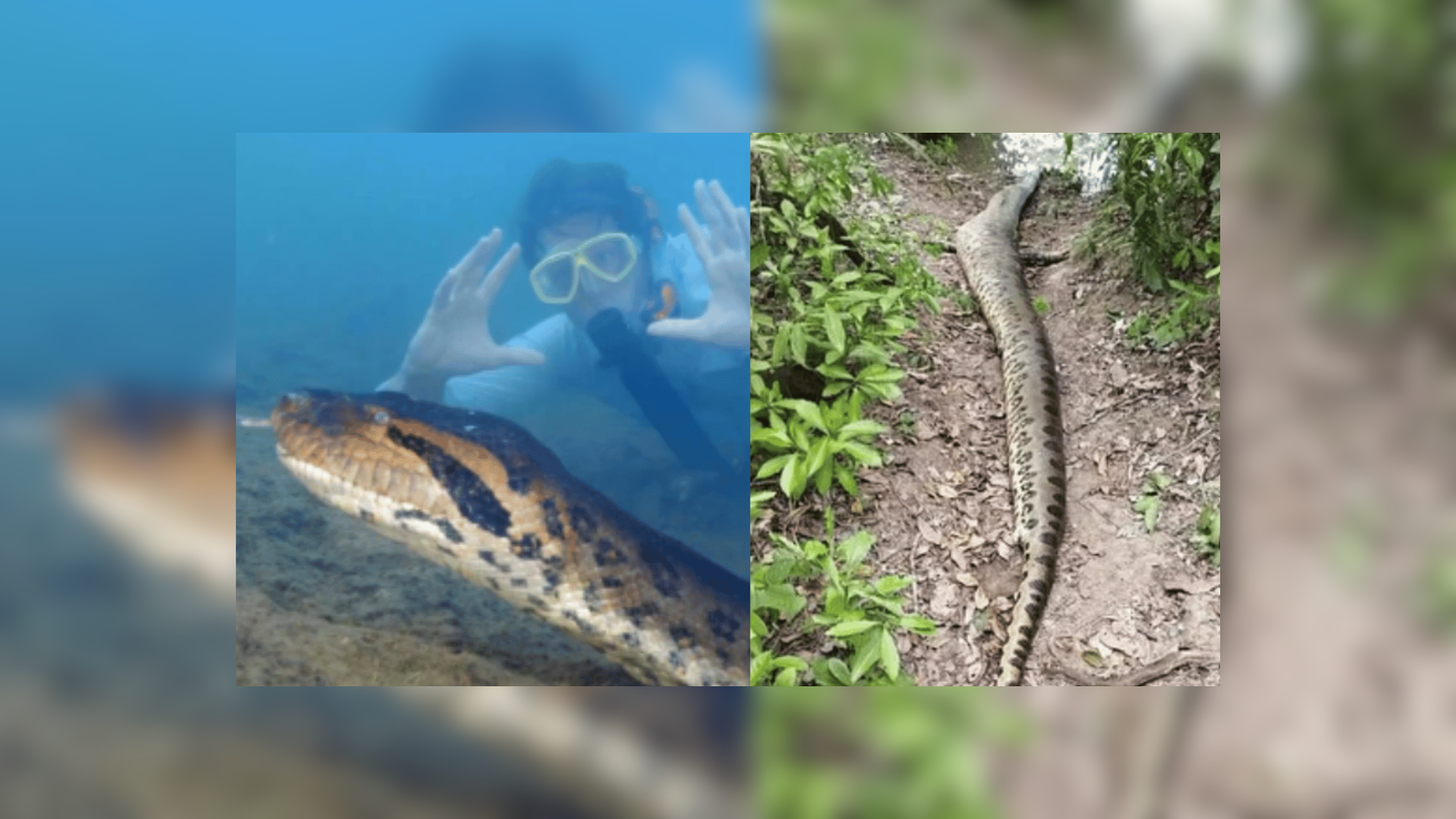 A Giant Falls: Ana Julia Worlds Largest Snake Found Dead In The Amazon Rainforest