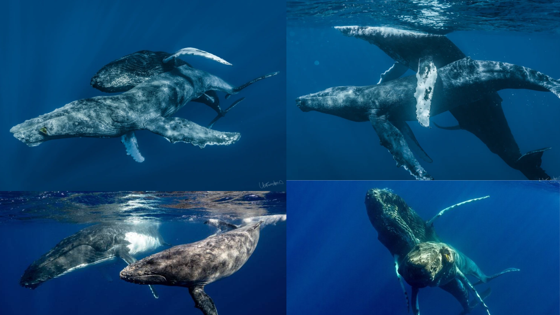 First-Ever Observation Of Mating Humpback Whales, Both Identified As Males