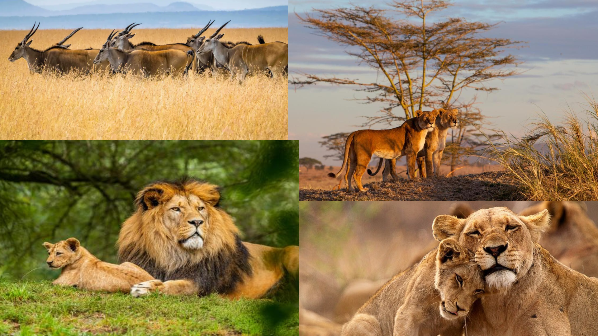 World Wildlife Day 2024: Key Details And Significance