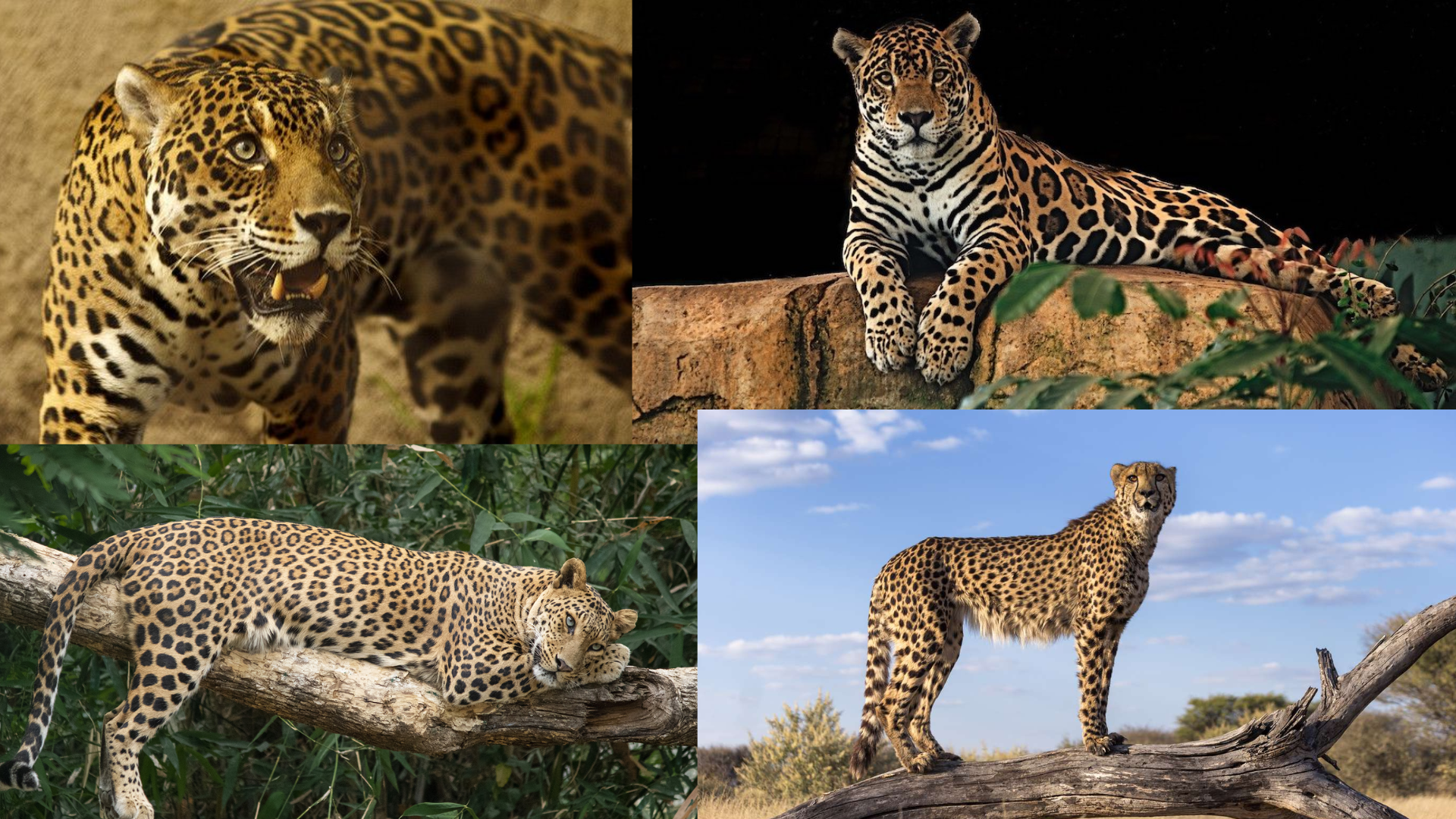 India’s Strategy To Conserve 7 Animal Species Through The International Big Cat Alliance