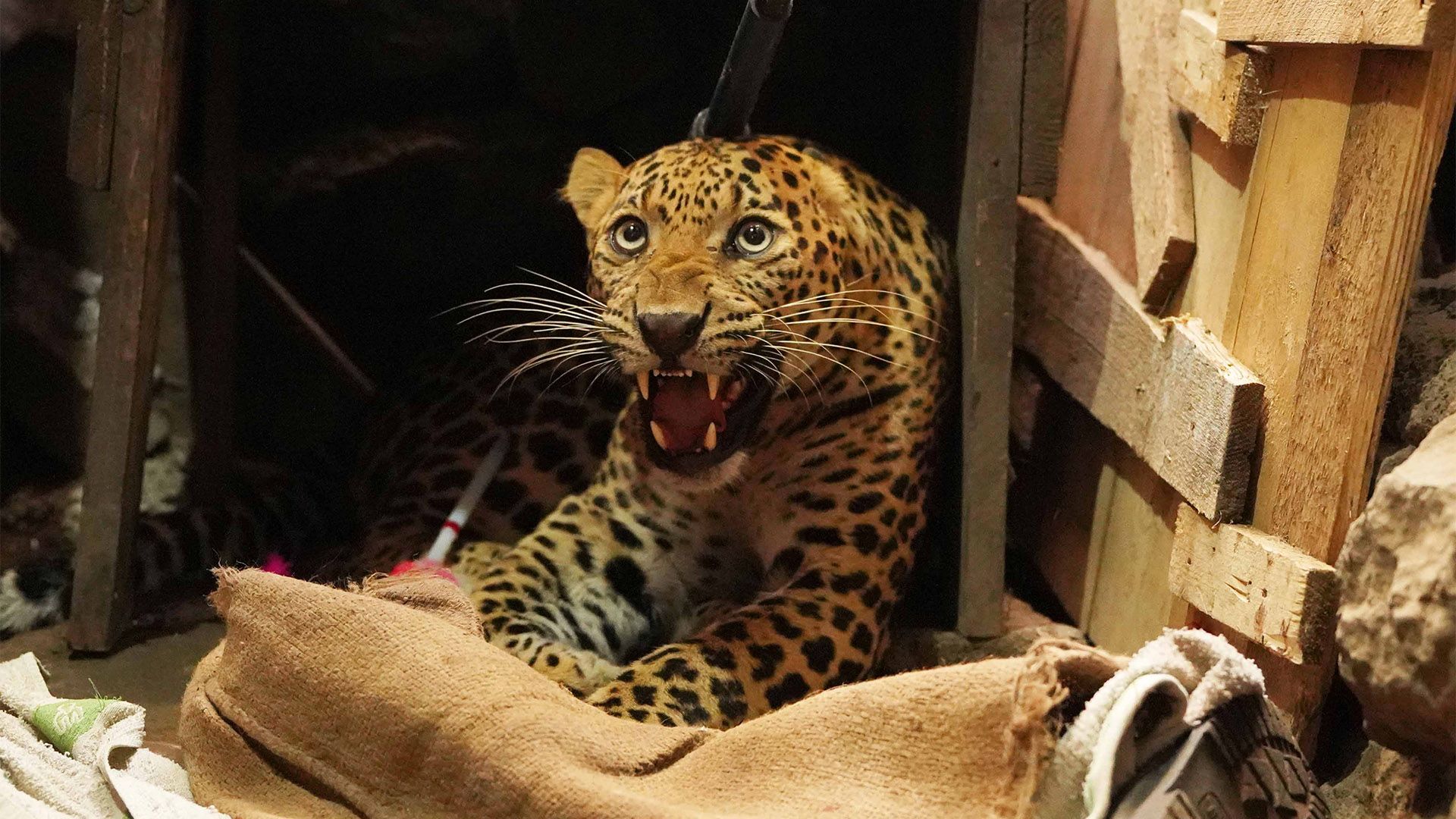 Wildlife Team Saves Leopard Following Attack on Two Residents in Ramnagar, J&K