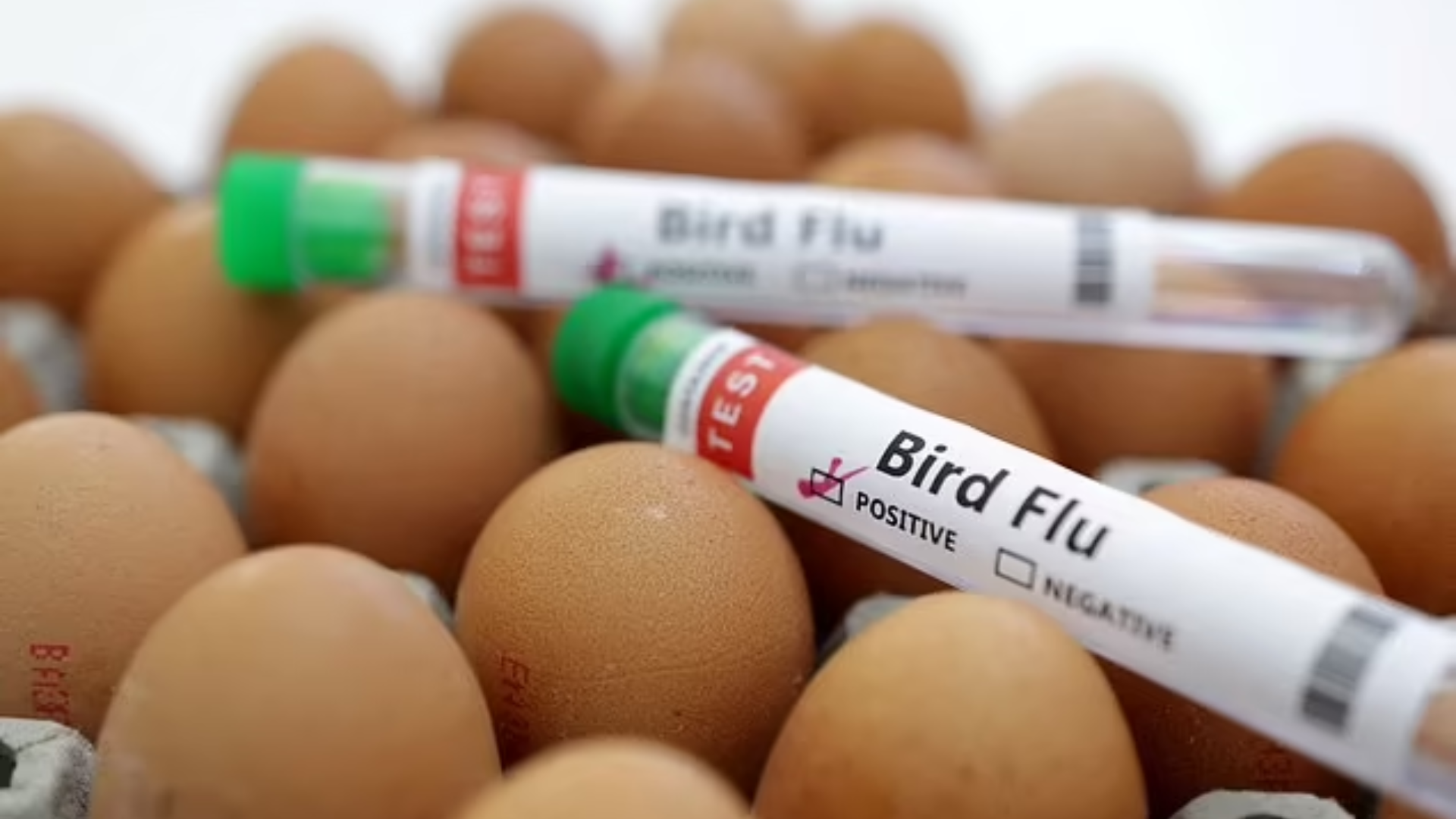CDC Issues Alert For H5N1 Avian Influenza Infection In The US