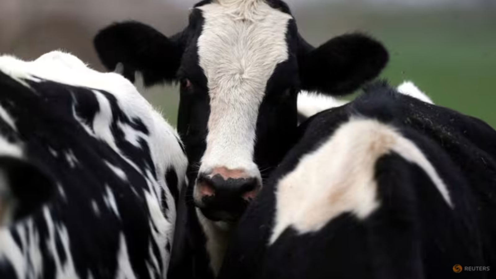 H5N1 Bird Flu Virus Found in Raw Milk from Infected Cows, WHO Reports
