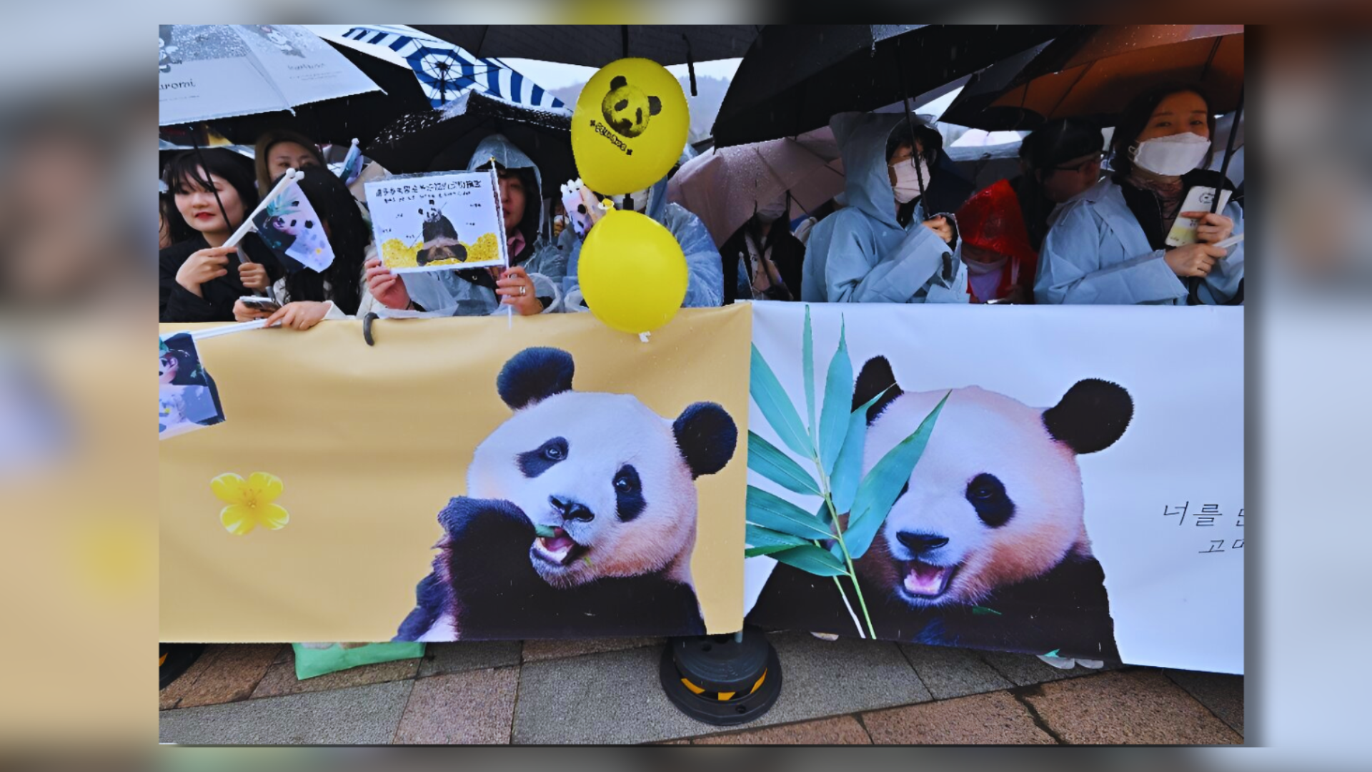 Emotional Farewell: South Koreans Bid Fond Adieu To Beloved Panda, Fu Bao