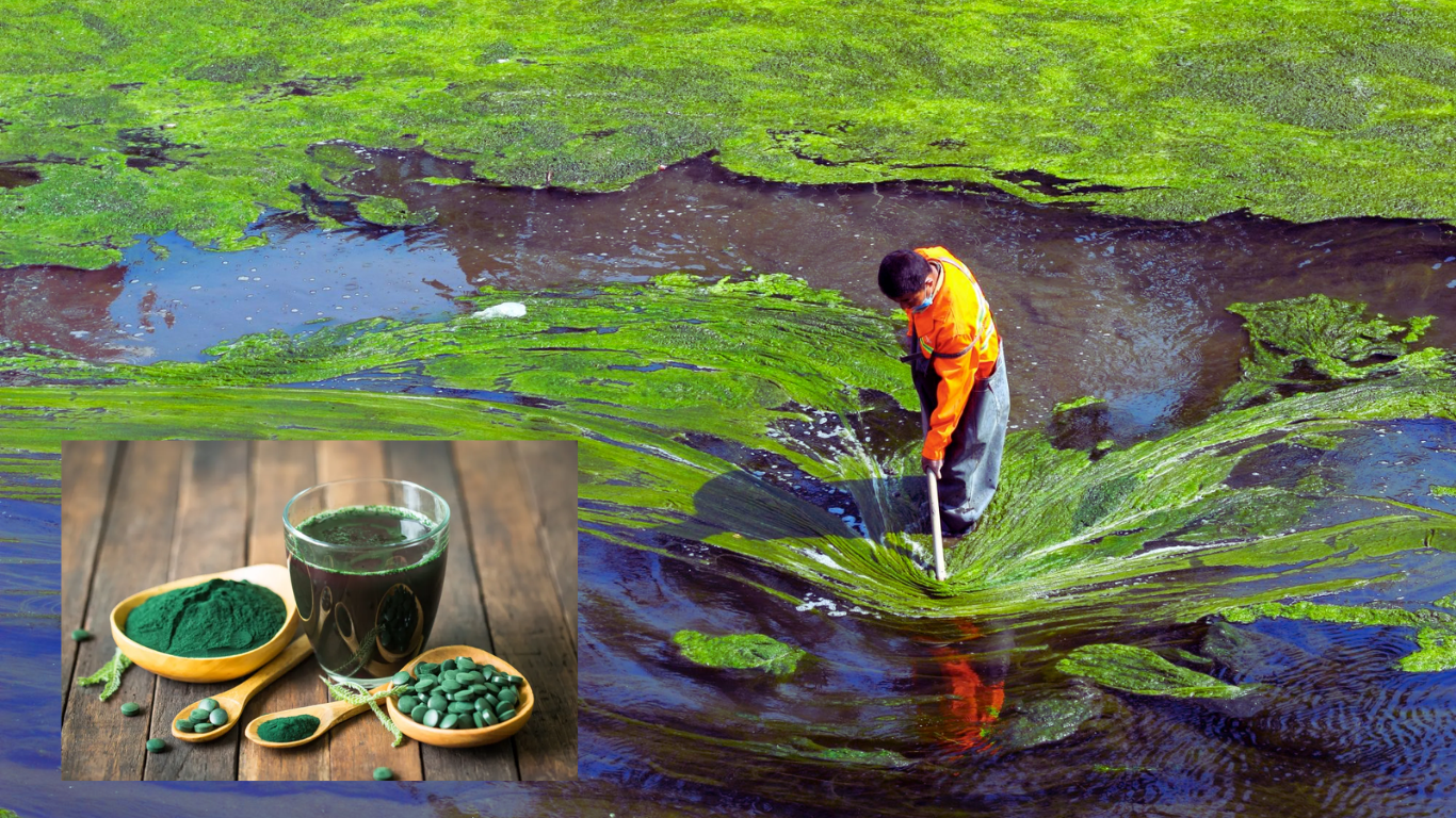 Bursting Unknown Benefits of Spirulina, Also Called The Green Algae