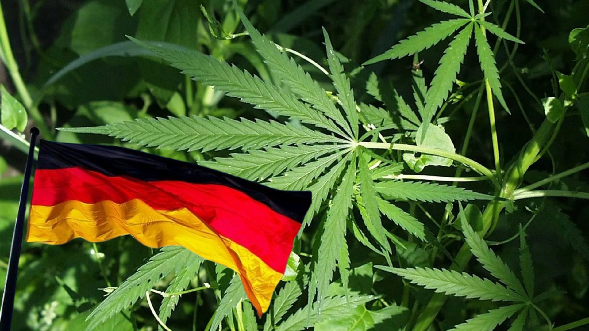 Germany Makes Recreational Cannabis Legal, Adults Now Allowed To Cultivate For Personal Use Upto 25 Grams