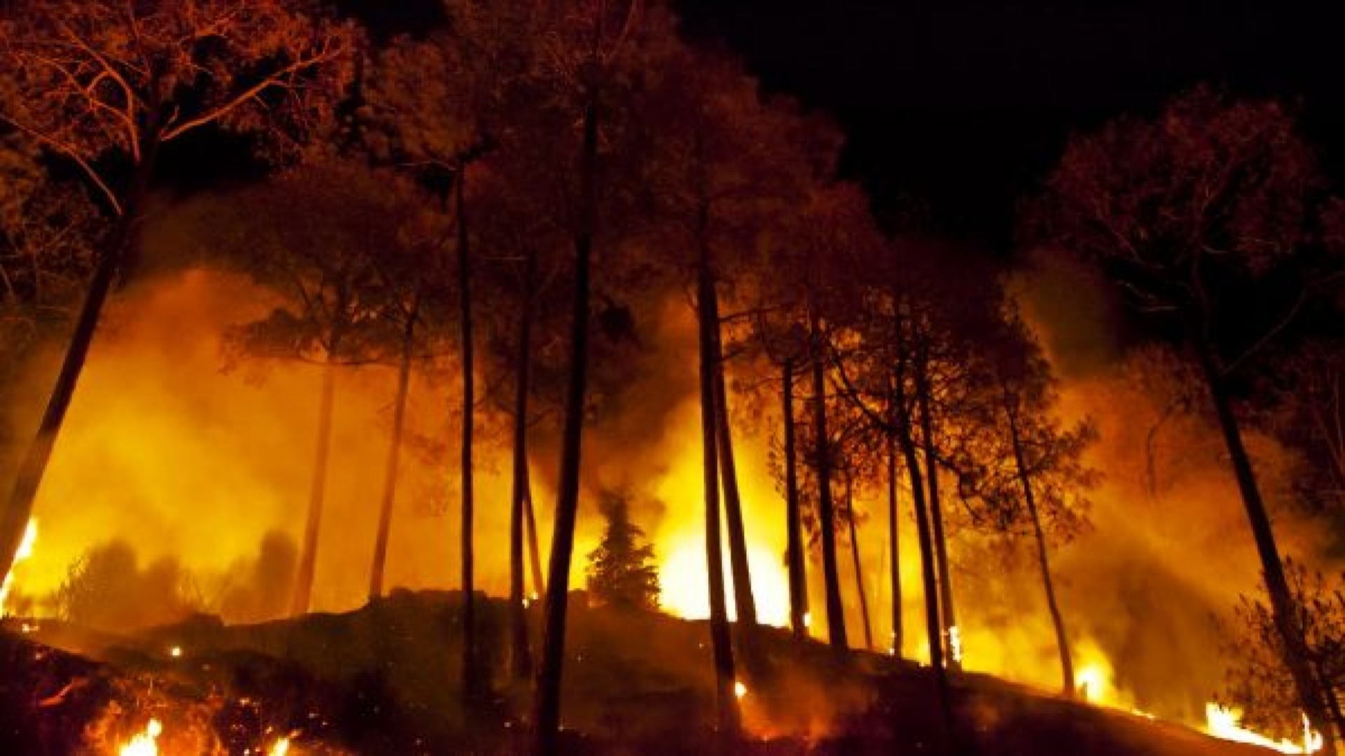 Wildfire Ravages Somasila Forest in Andhra Pradesh’s Nellore District