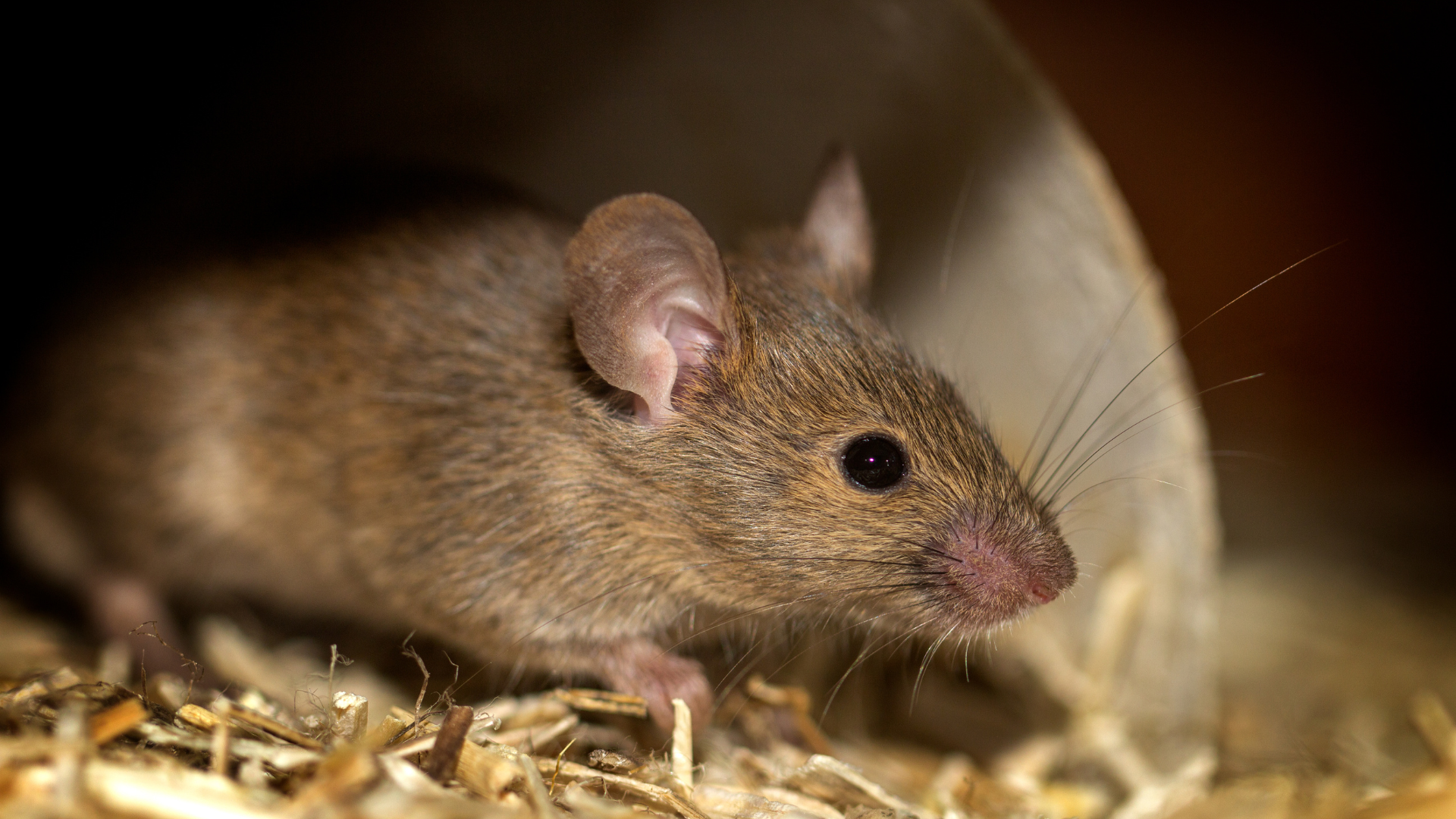 Rats To Eat Contraceptive Pill For Birth Control In The City?