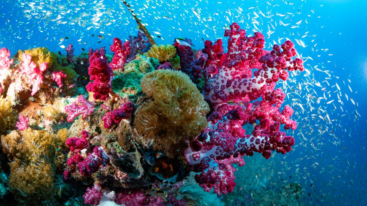 Coral Bleaching : Unprecedented Ocean Heat Fuels Record-Breaking Coral Bleaching Event