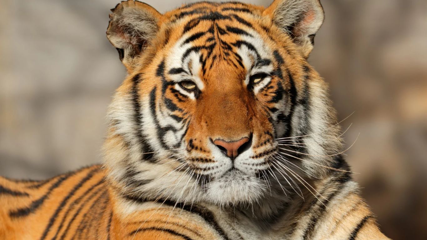 National Endangered Species Day 2024: Top Endangered Species in India