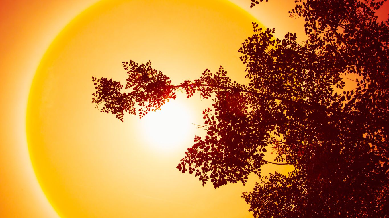 IMD Reports 2024 As India’s Warmest Year On Record