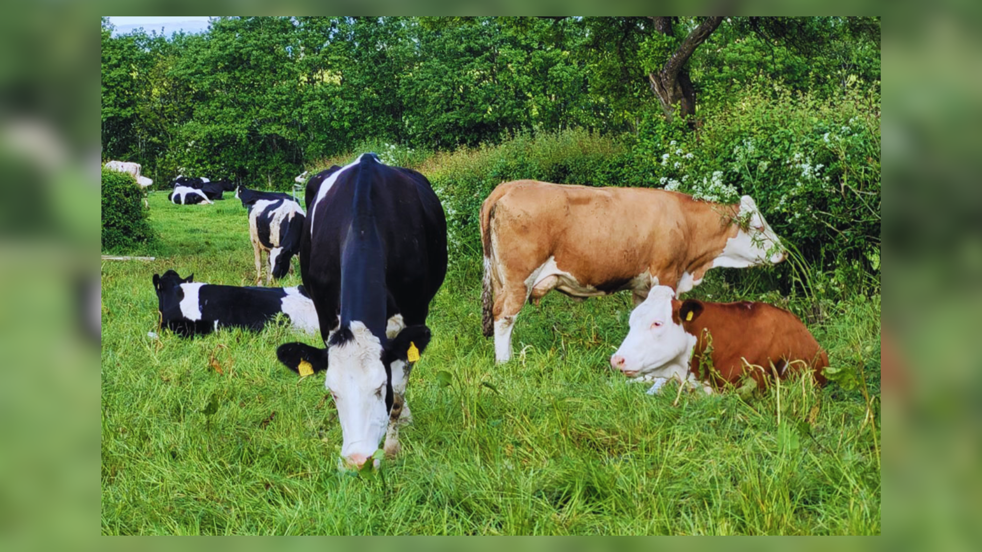 Denmark Introduces Emissions Tax On Cows And Goats, First Nation To Implement Such Measure