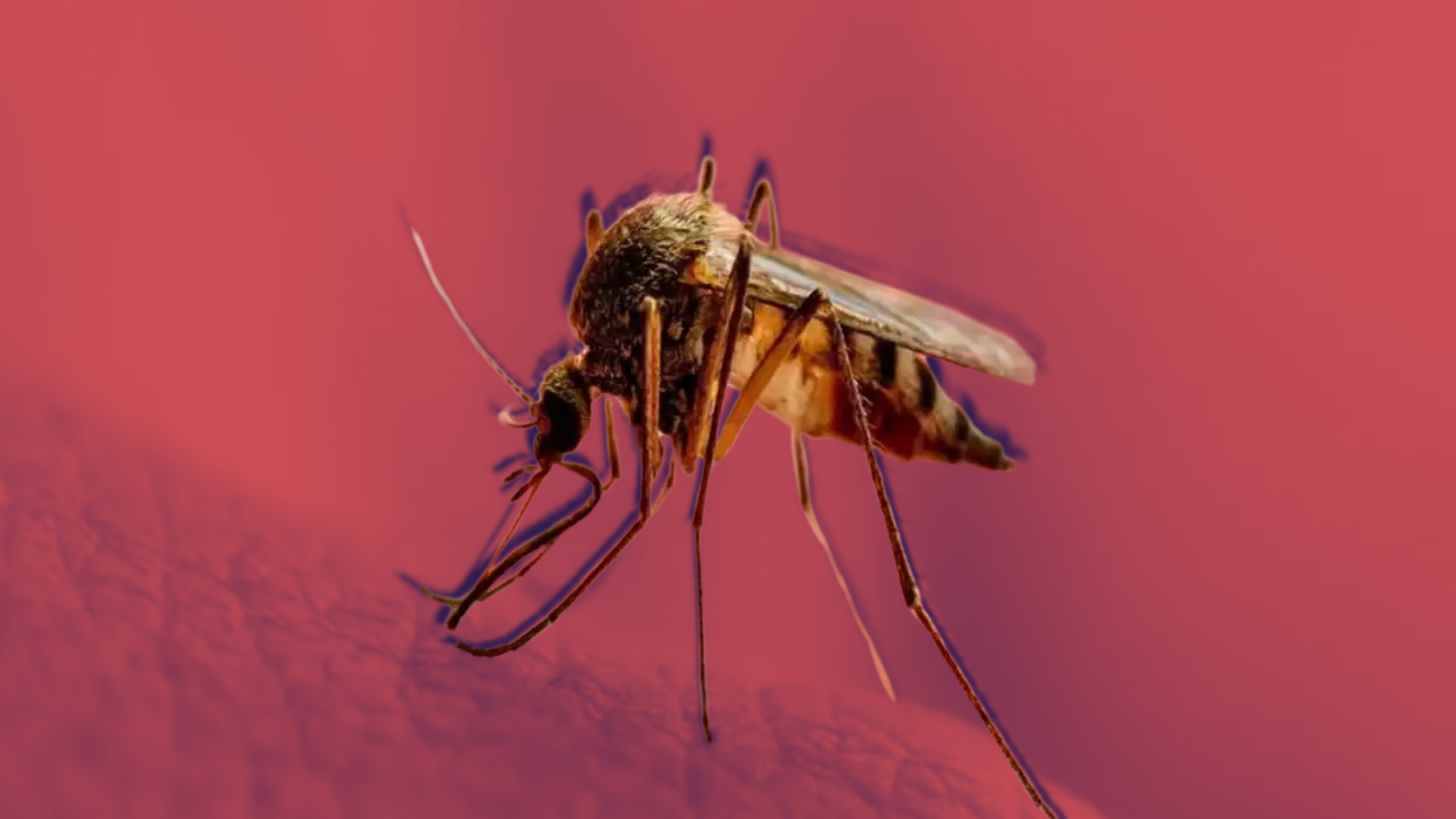 Zika Virus Cases On The Rise In Maharashtra, Centre Issues Advisory To States