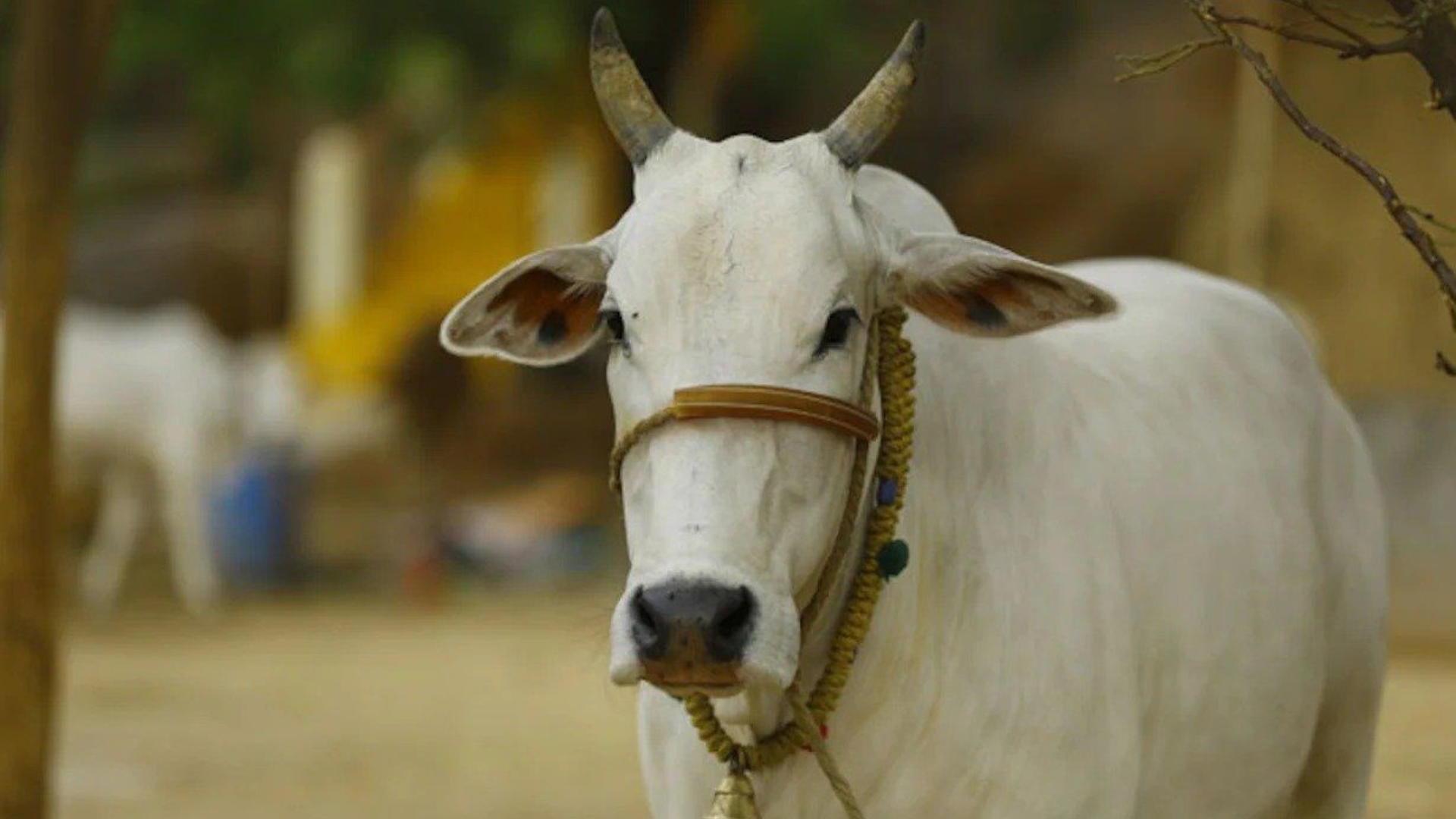BJP MLA Alleges 50,000 Cows Are Slaughtered Daily In Uttar Pradesh, Accuses Government Of Ignoring Issue