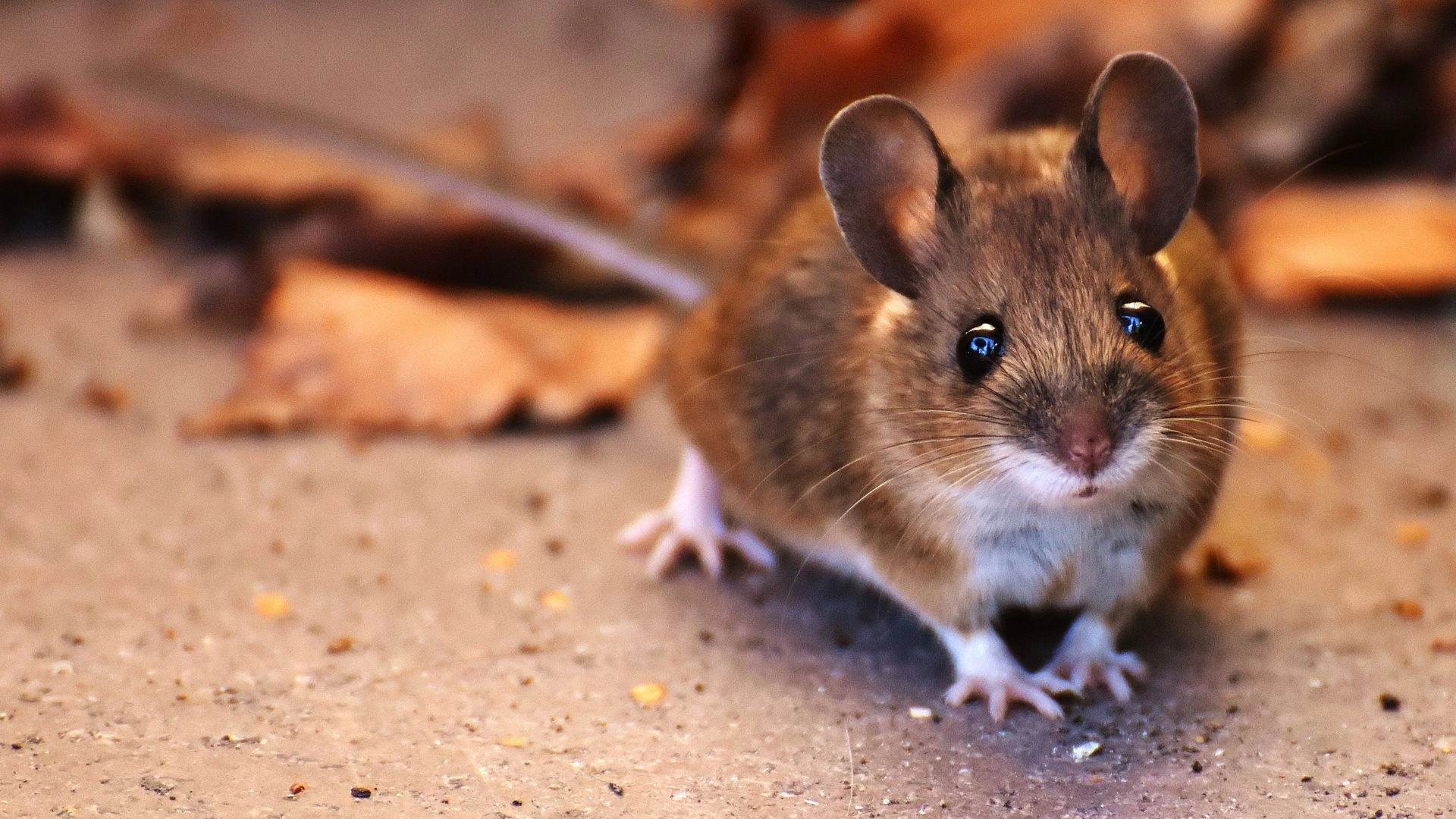 Urban Rodent Numbers Surge As Climate Warms, Study Finds