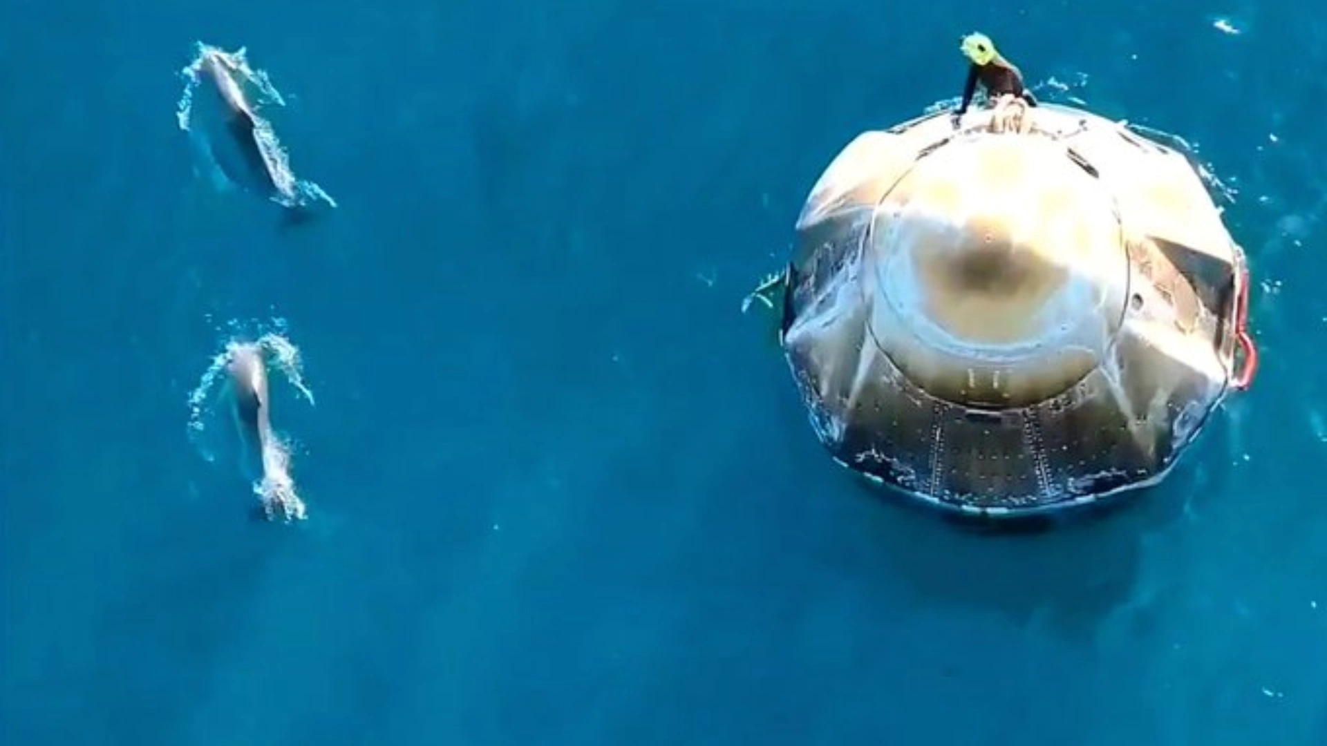 Caught On Cam: Dolphins Crash The Party During NASA Astronauts Sunita Williams, Butch Wilmore Return To Earth