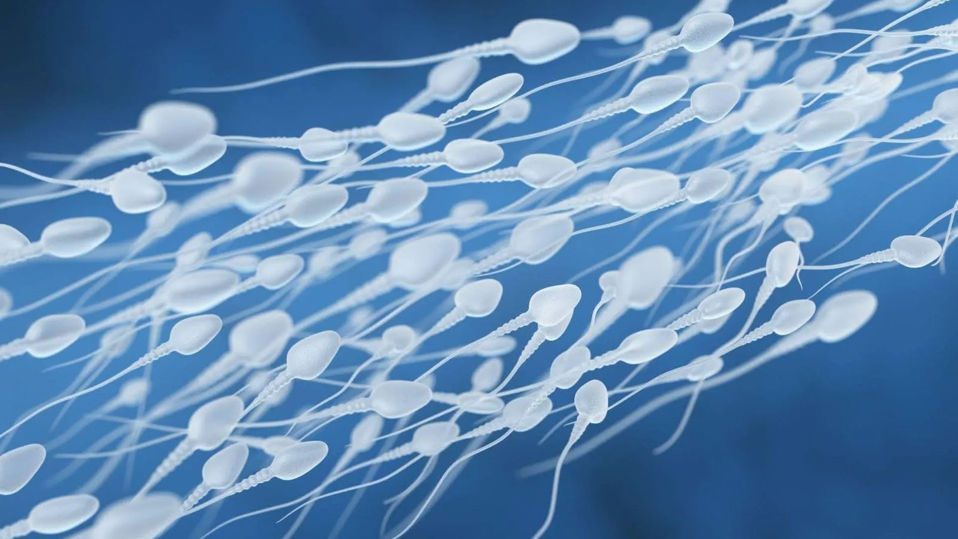 Microscopic Racetracks, High-Resolution Cameras And 1000 Spectators: All You Need To Know About World’s First-Ever Sperm Race