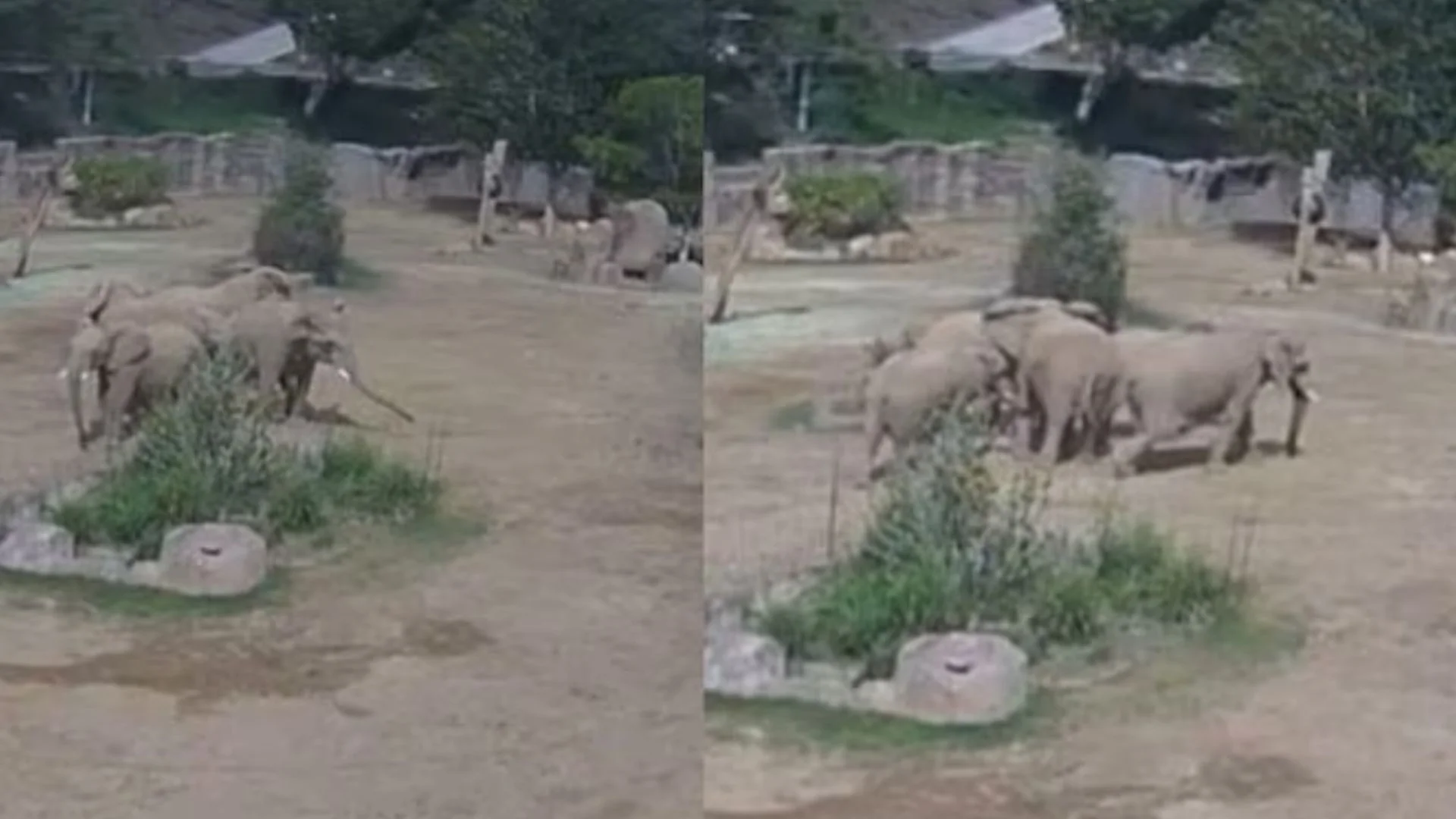 Viral Video: Elephants Form Protective Circle Around Calves Moments Before Earthquake Hits