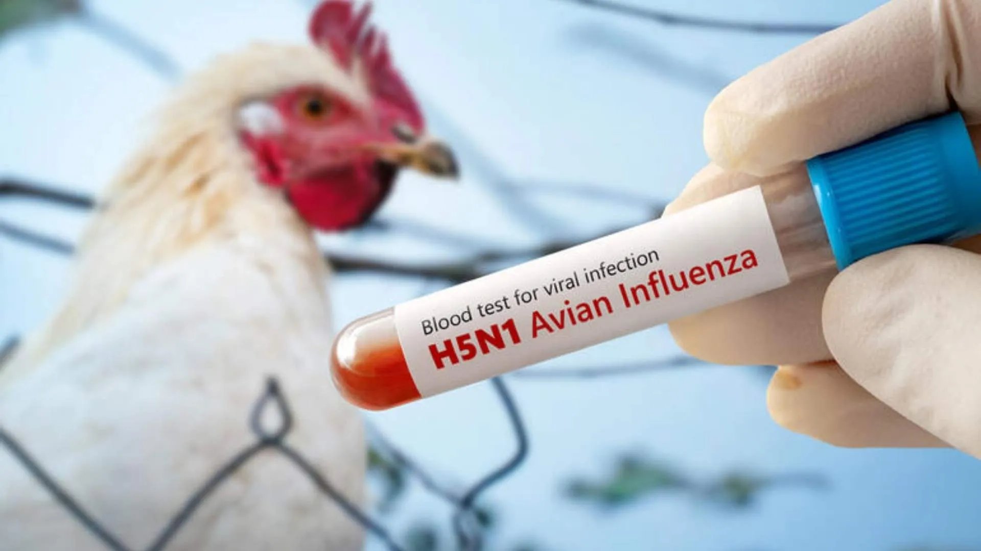 Could H5N1 Avian Flu Spark The Next Pandemic? Top Virologists Warn Of Growing Threat