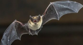 Is Another Pandemic On The Verge? New Deadly Viruses Found In Chinese Bats Baffle Scientists
