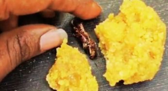 Andhra’s Srisailam Temple Denies Cockroach In Laddu Claim, Cites ISO-Certified Hygiene Standards