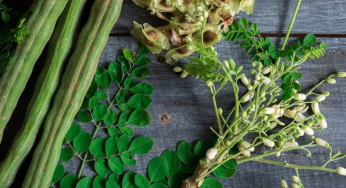 Eat Moringa Daily: Nature’s Secret To Detox, Longevity, And Boosting Energy From Vein Health To Vitality