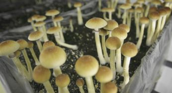 Magic Mushrooms Get Medical Approval In New Zealand For Treating Depression
