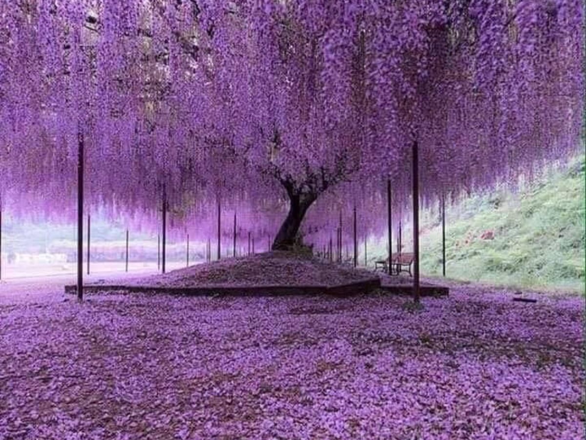 Wisteria Tree