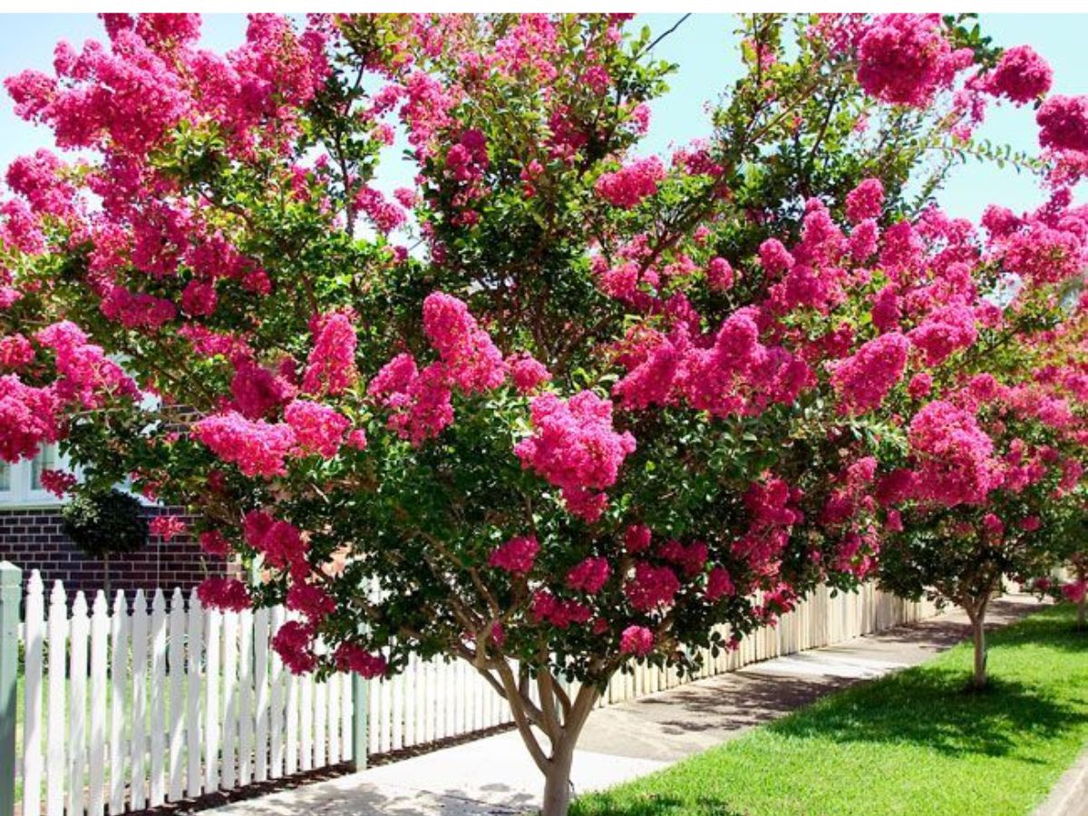Crepe Myrtle