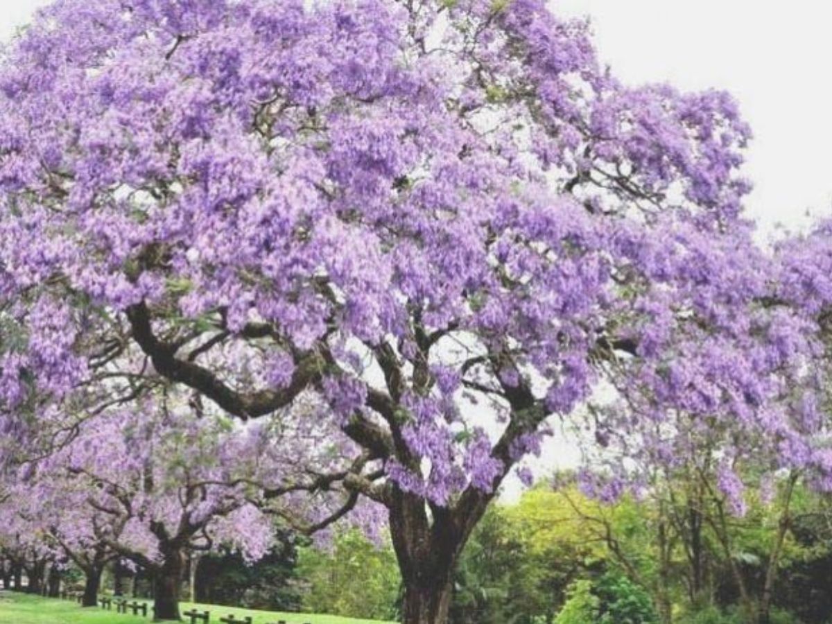 Paulownia Tree