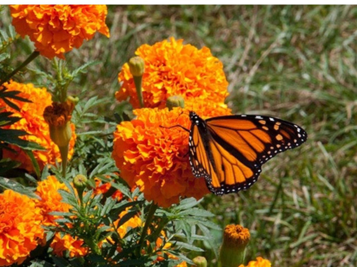 Attracts pollinators