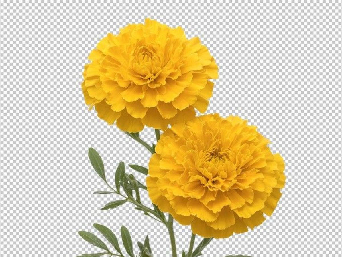 Air purifying qualities