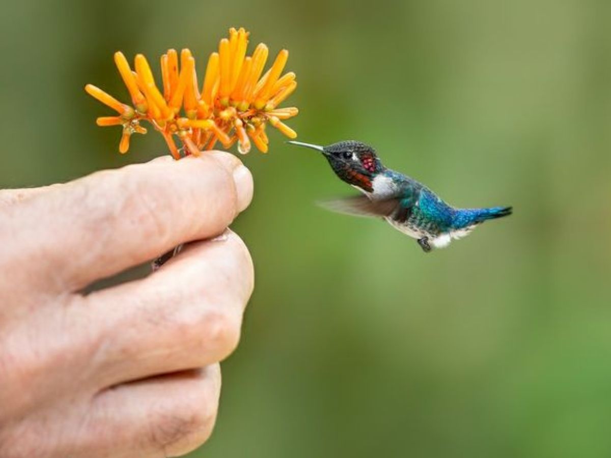 Bee hummingbird