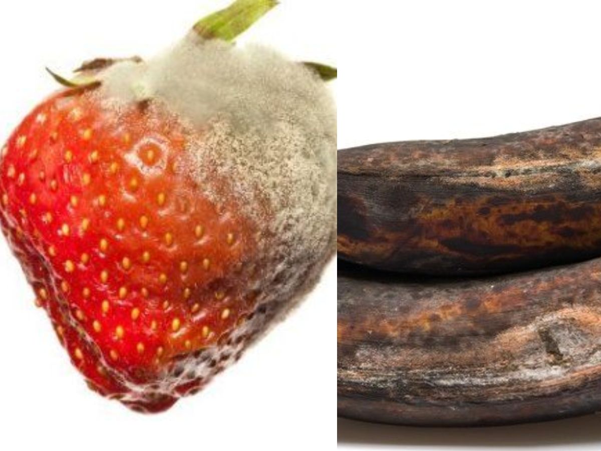 Using contaminated or spoiled ingredients